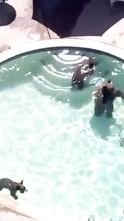 Just a family of bears chilling in a pool.